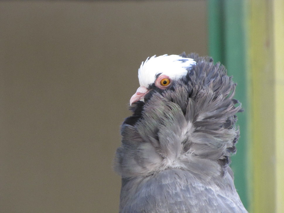 Domestic pigeons