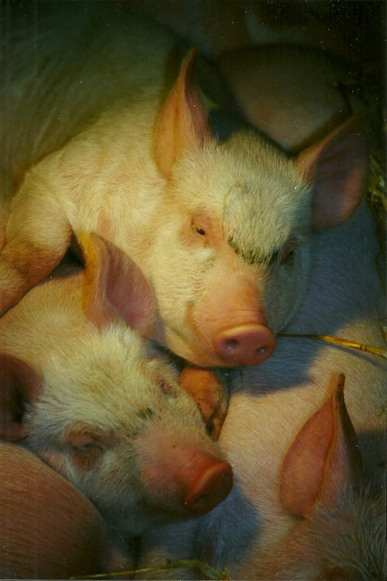 Domestic Piglets 16th January 1999