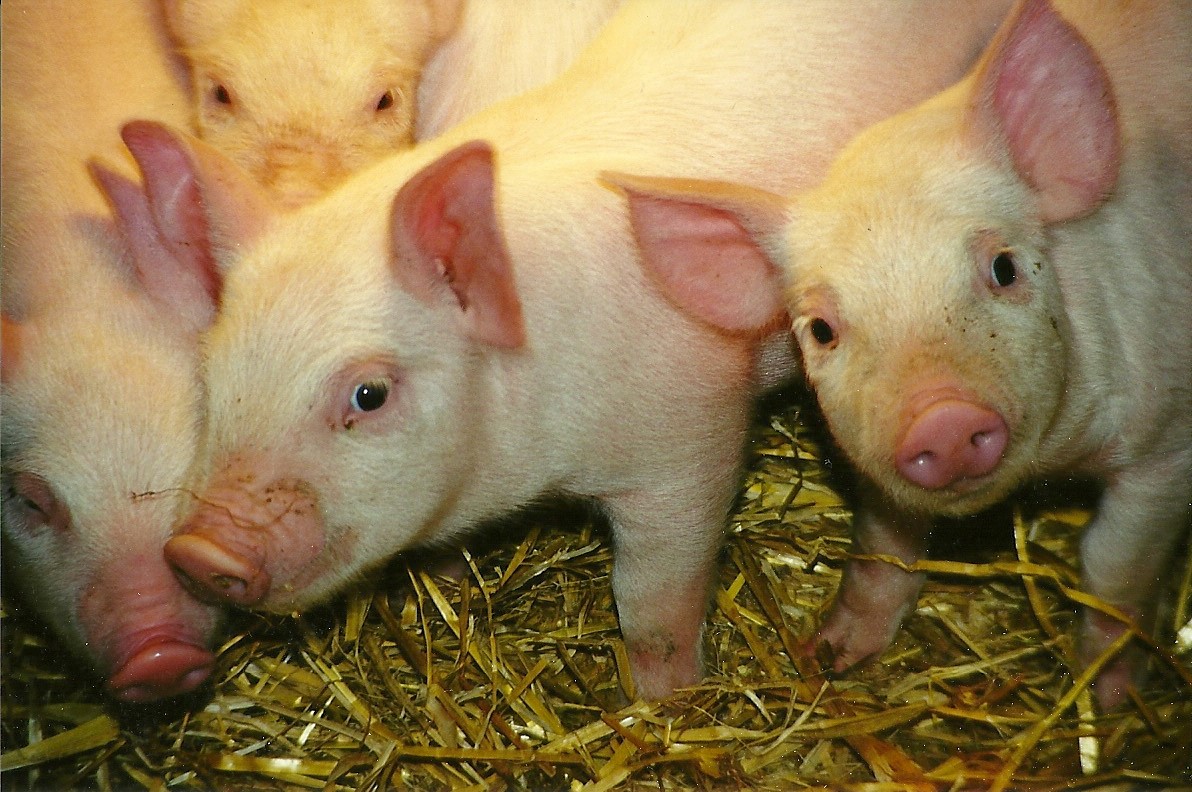 Domestic Piglets 6th February 1999