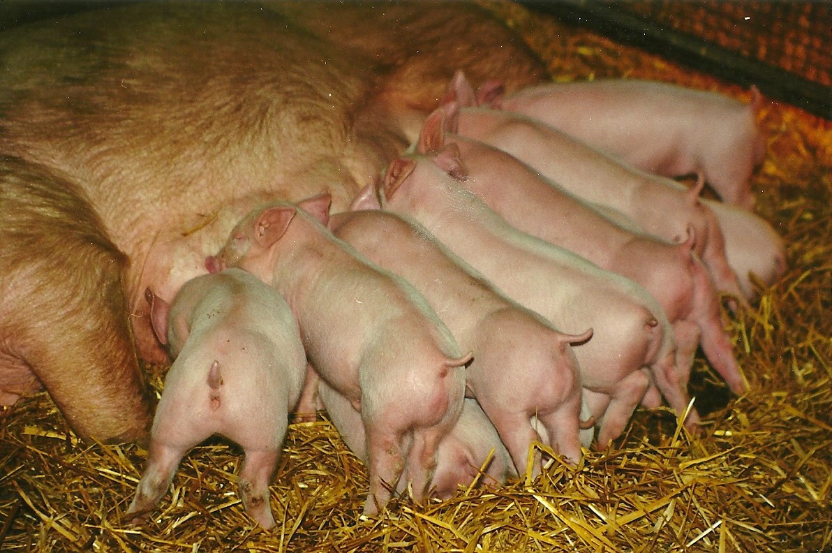 Domestic Piglets and part of their mother 6th February 1999