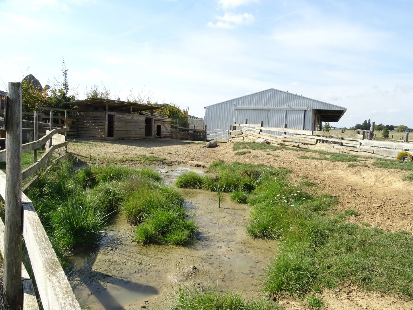 Domestic pigs exhibit