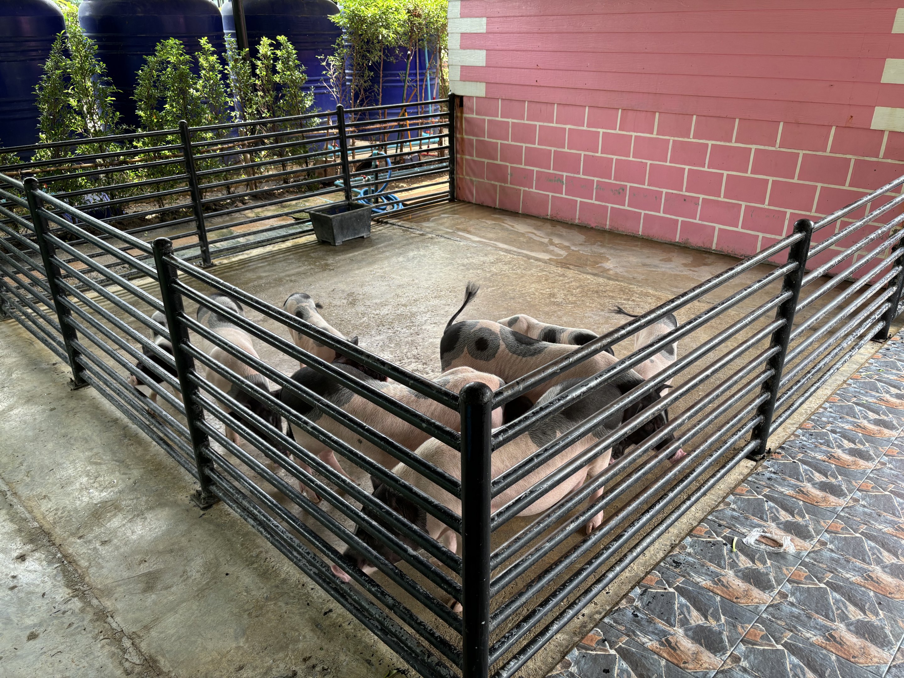 Domestic Pigs - Lion Park