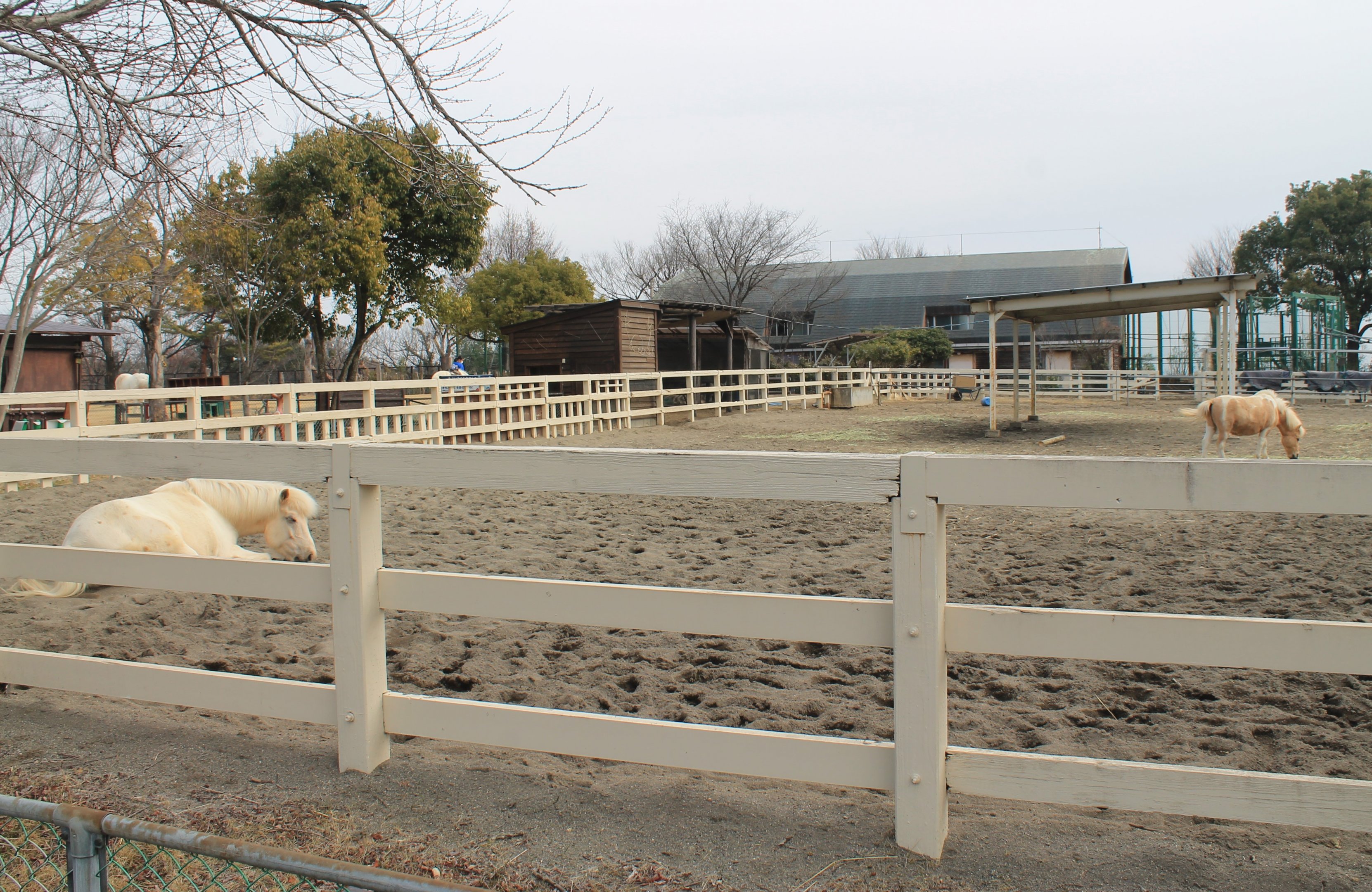Domestic ponies - Saitama Childrens Zoo