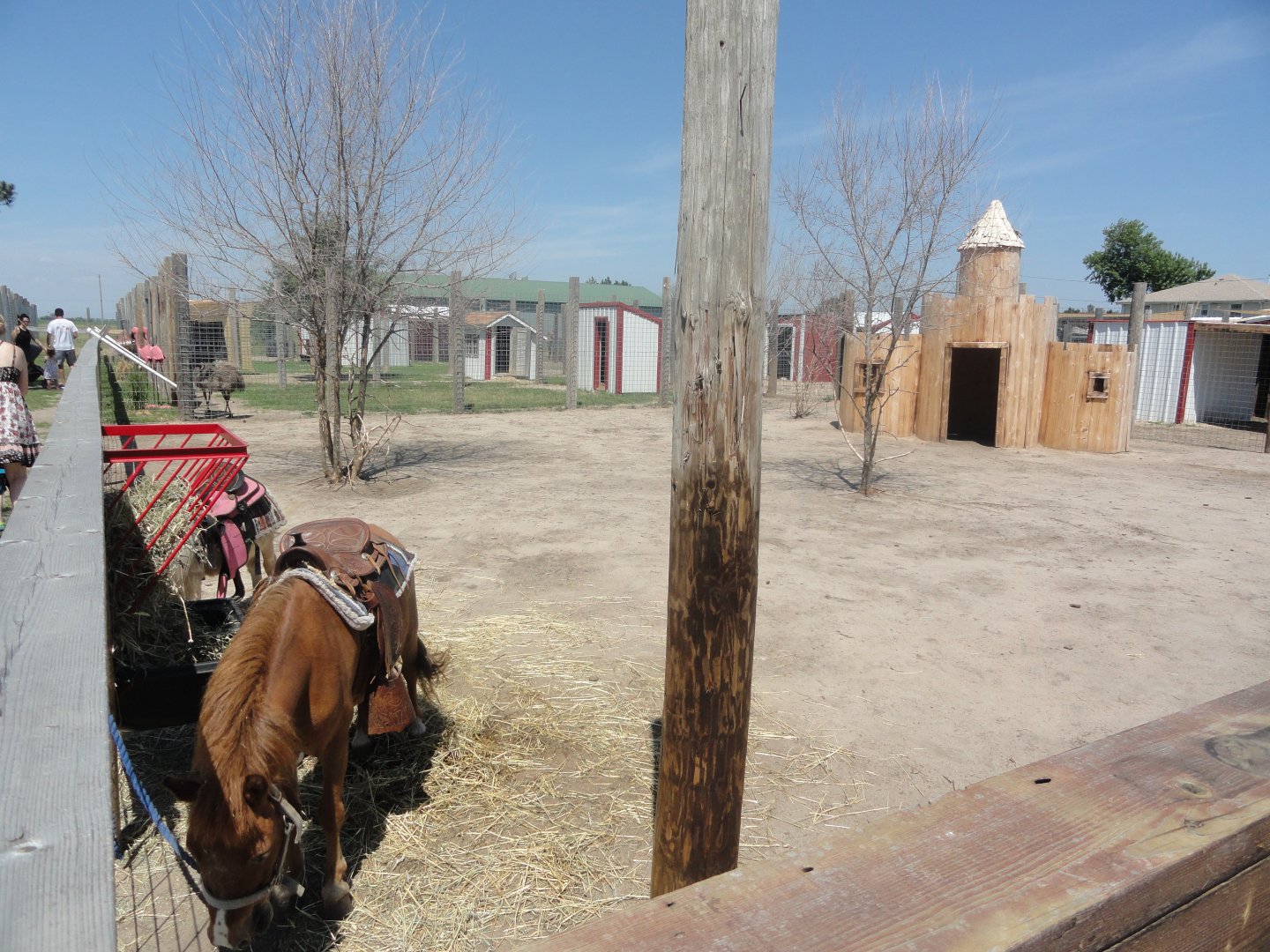 Domestic Pony Exhibit