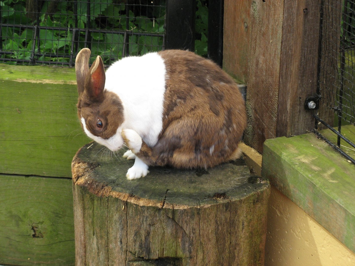 Domestic Rabbit (2008)