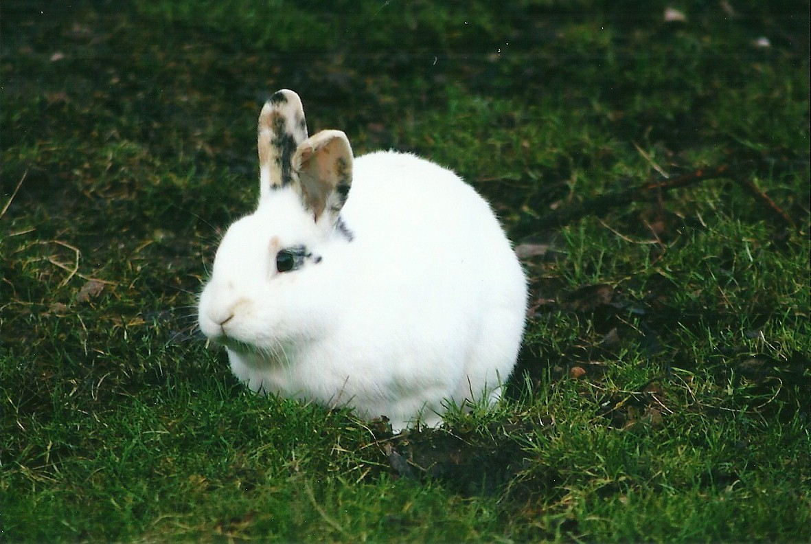 Domestic Rabbit 27th December 2012