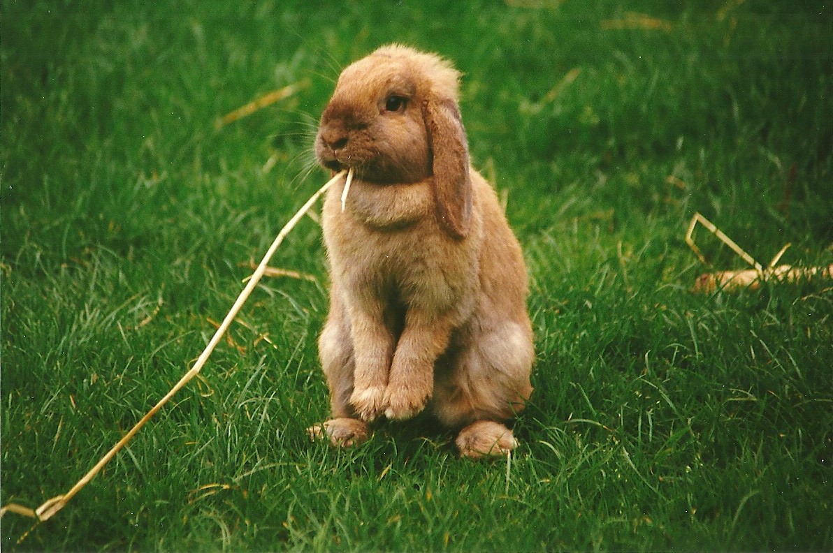 Domestic Rabbit 29th April 2000