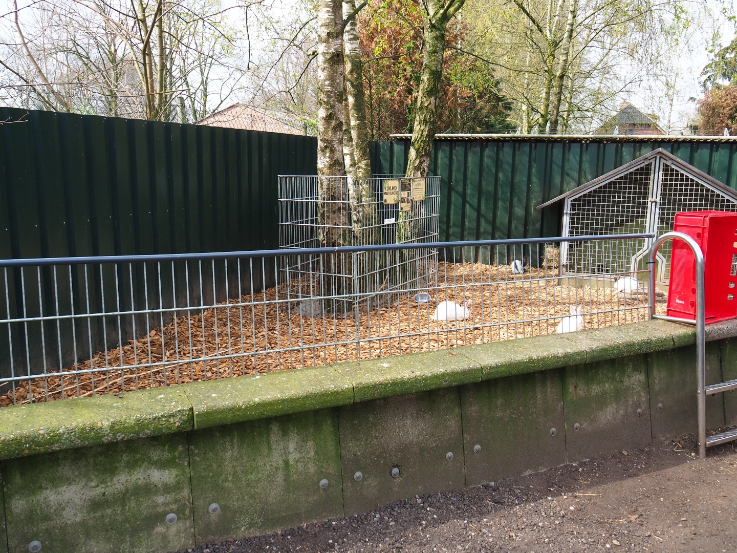 Domestic rabbit and guinea pig petting pen, 2019-04-06