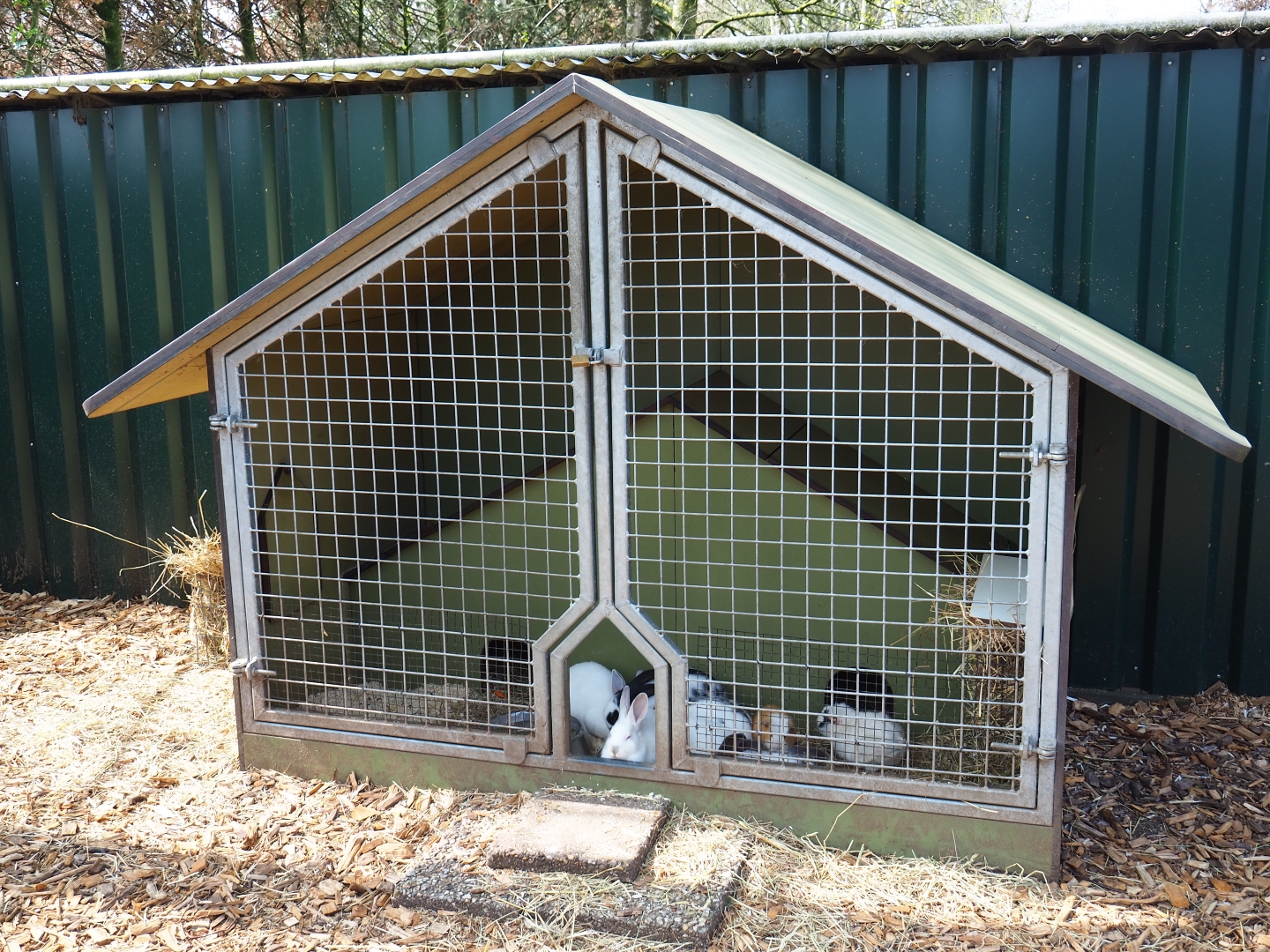 Domestic rabbit and guinea pig shelter, 2019-04-06