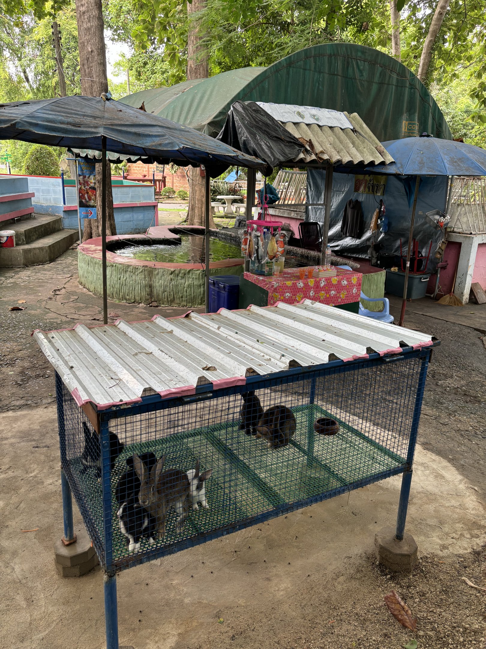 Domestic Rabbit Cage - Lopburi Zoo