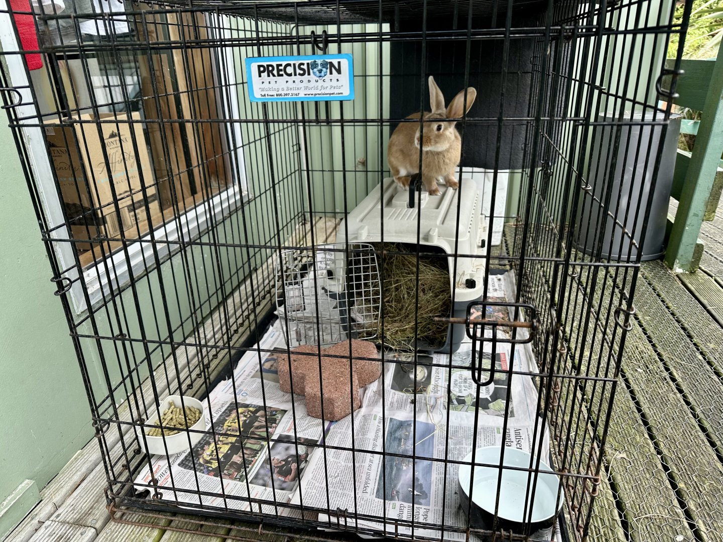 Domestic Rabbit Cage