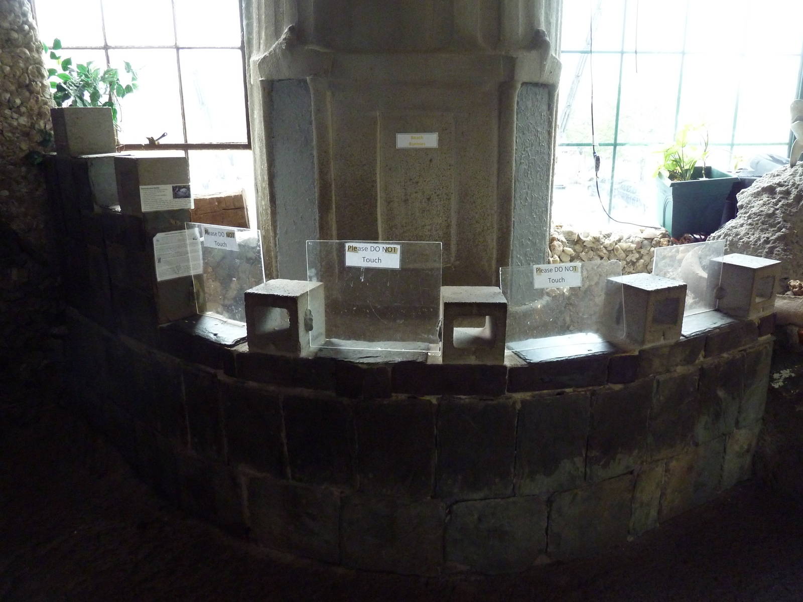 Domestic Rabbit Castle