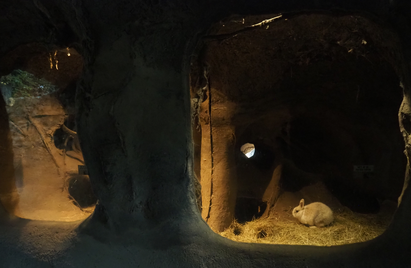 Domestic rabbit den, 2020-09-16