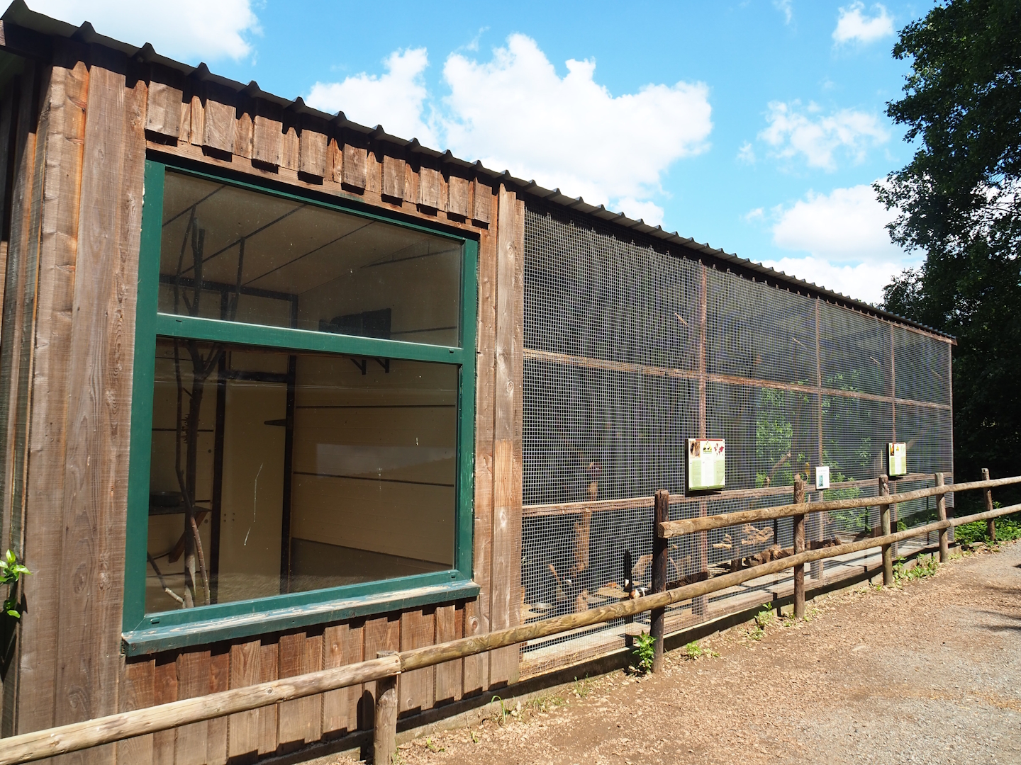 Domestic rabbit, Domestic guinea pig, Lovebird, Cockatiel and Conure aviary, 2023-06-24