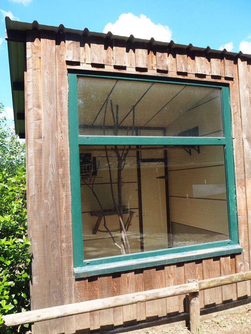 Domestic rabbit, Domestic guinea pig, Lovebird, Cockatiel and Conure indoor housing, 2023-06-24