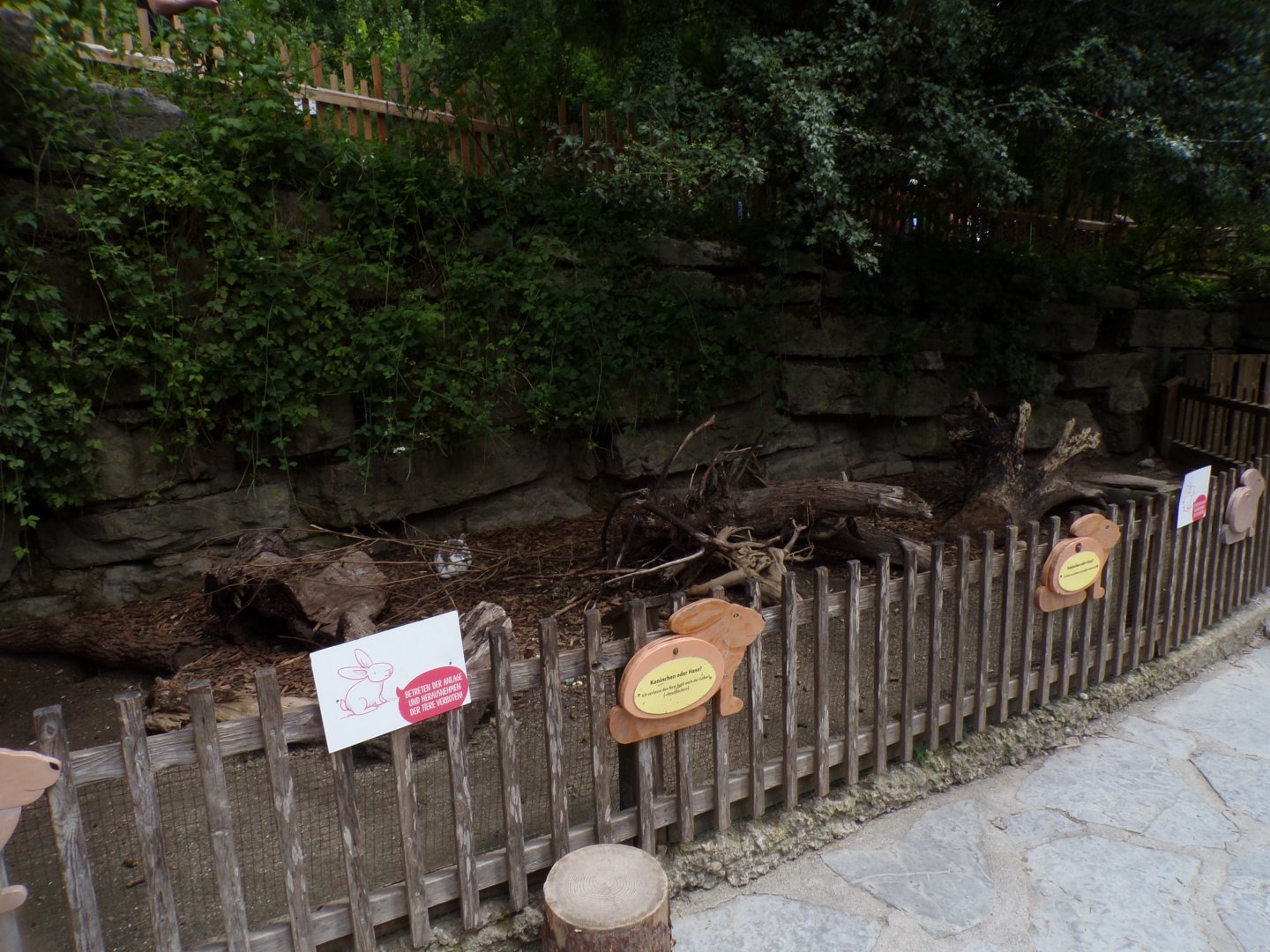 Domestic rabbit enclosure 13.7.25