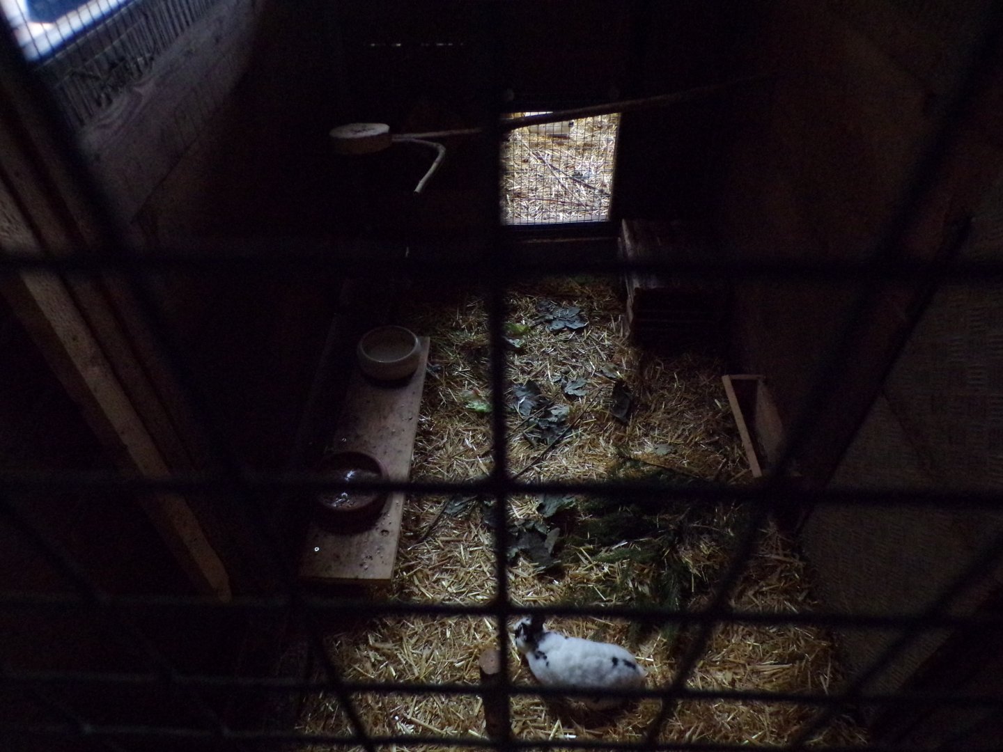 Domestic rabbit enclosure 9.7.25