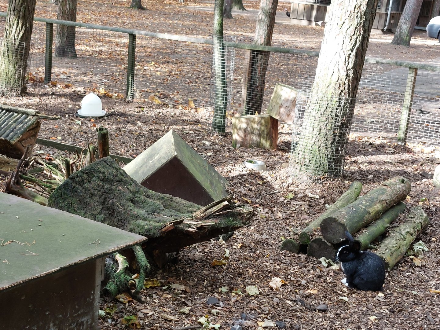 Domestic rabbit exhibit #2
