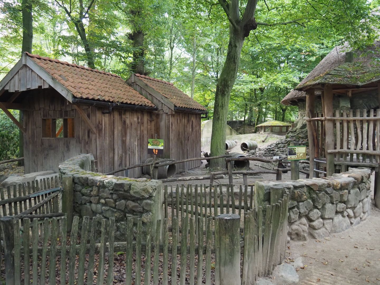 Domestic rabbit exhibit, 2020-08-15