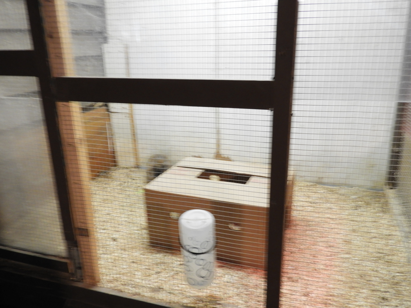 Domestic Rabbit exhibit - Baby Barn - Animal Gardens Petting Zoo