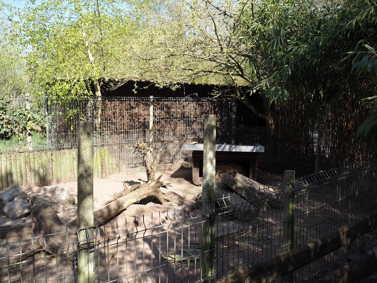 Domestic rabbit exhibit (Formerly striped skunk), 2025-04-12