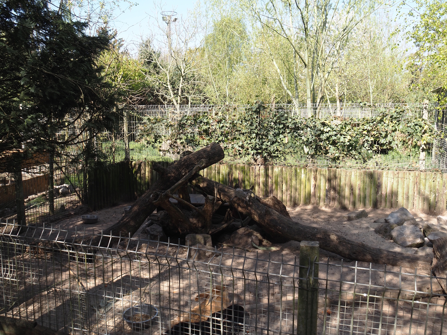Domestic rabbit exhibit (Formerly striped skunk), 2025-04-12