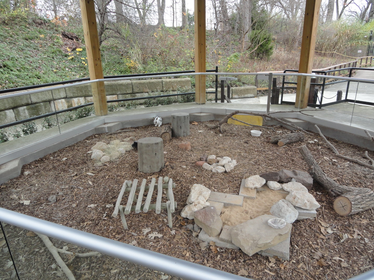 Domestic Rabbit Exhibit in Gazebo