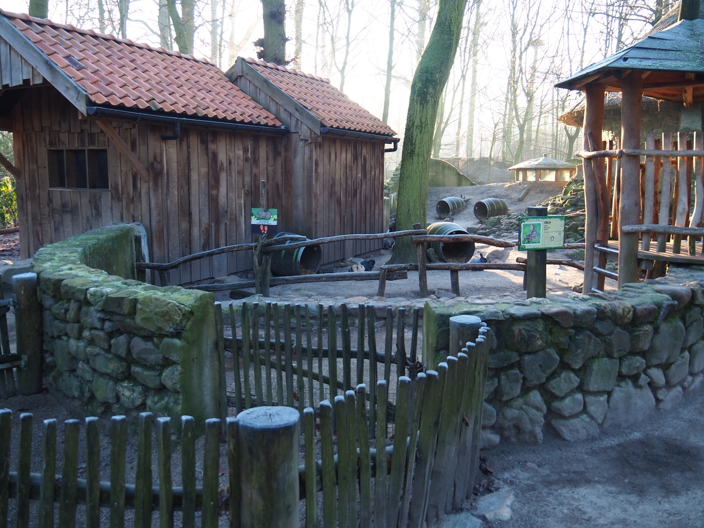 Domestic rabbit exhibit (Jan 20th, 2019)