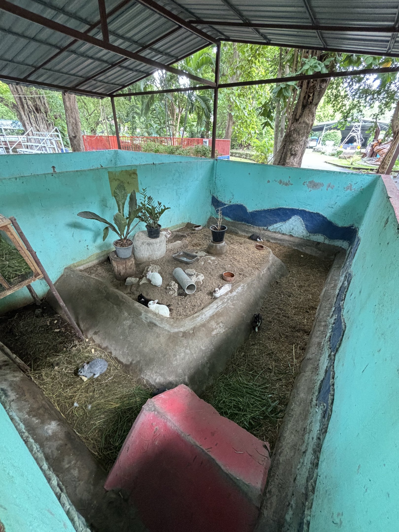 Domestic Rabbit Exhibit - Lopburi Zoo