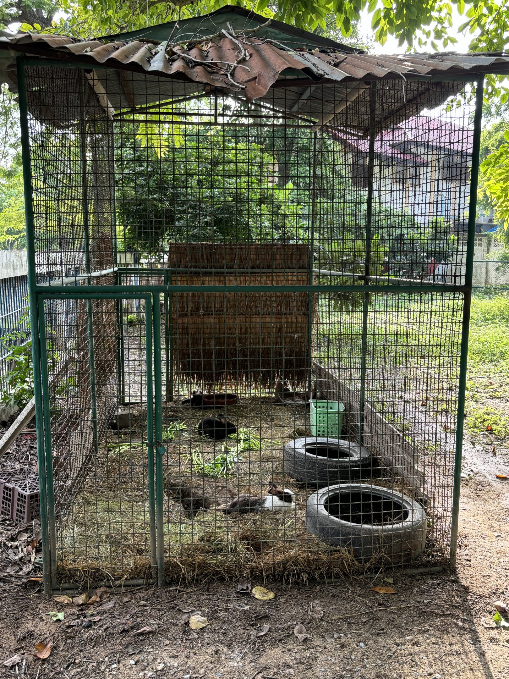 Domestic Rabbit Exhibit - Lopburi Zoo