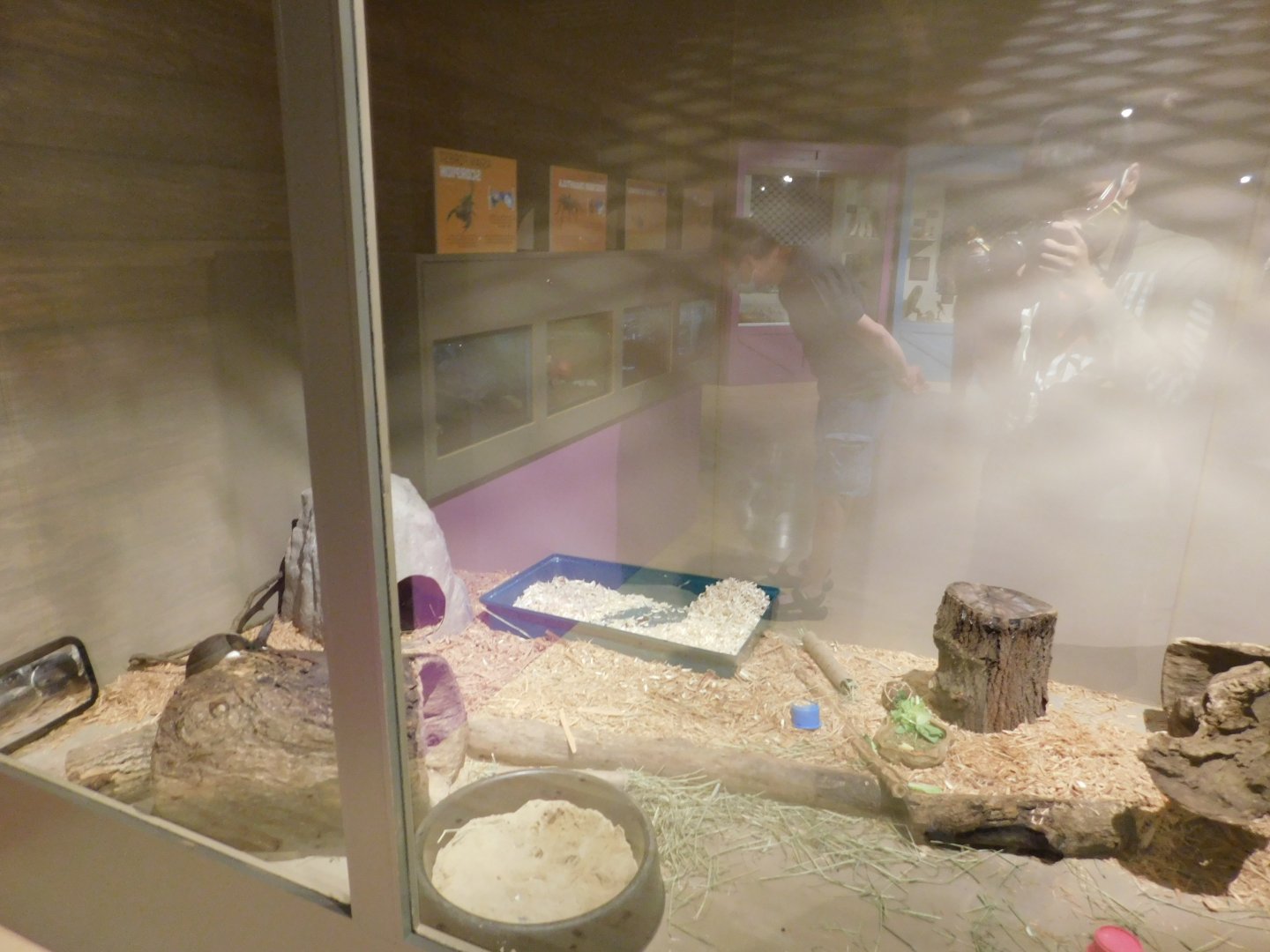 Domestic Rabbit Exhibit - Sep. 2020