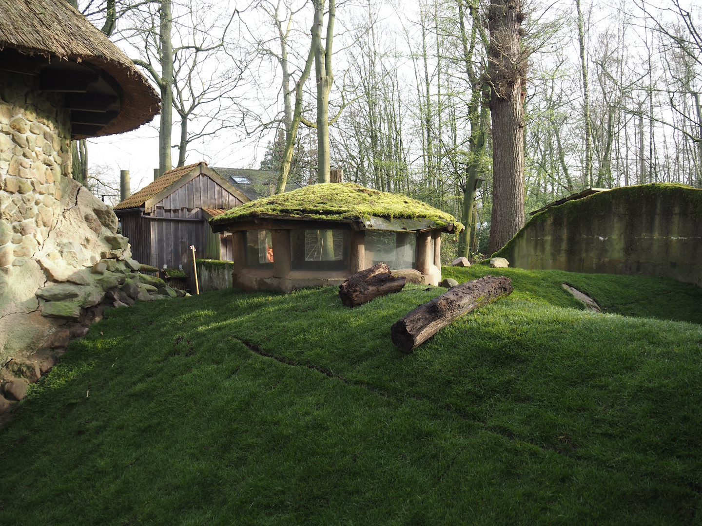 Domestic rabbit exhibit with new grass turf rolls, 2024-03-20