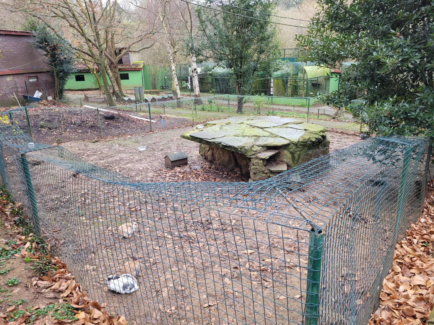 Domestic rabbit exhibit -Zoo de Santillana del Mar (2023)