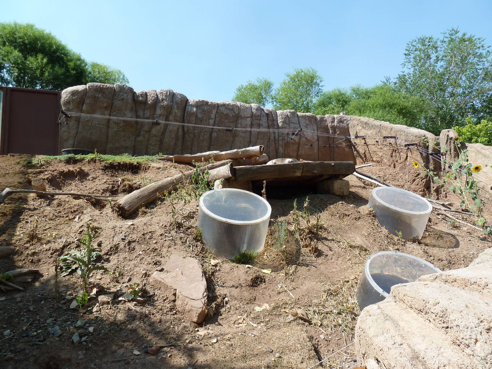 Domestic Rabbit Exhibit
