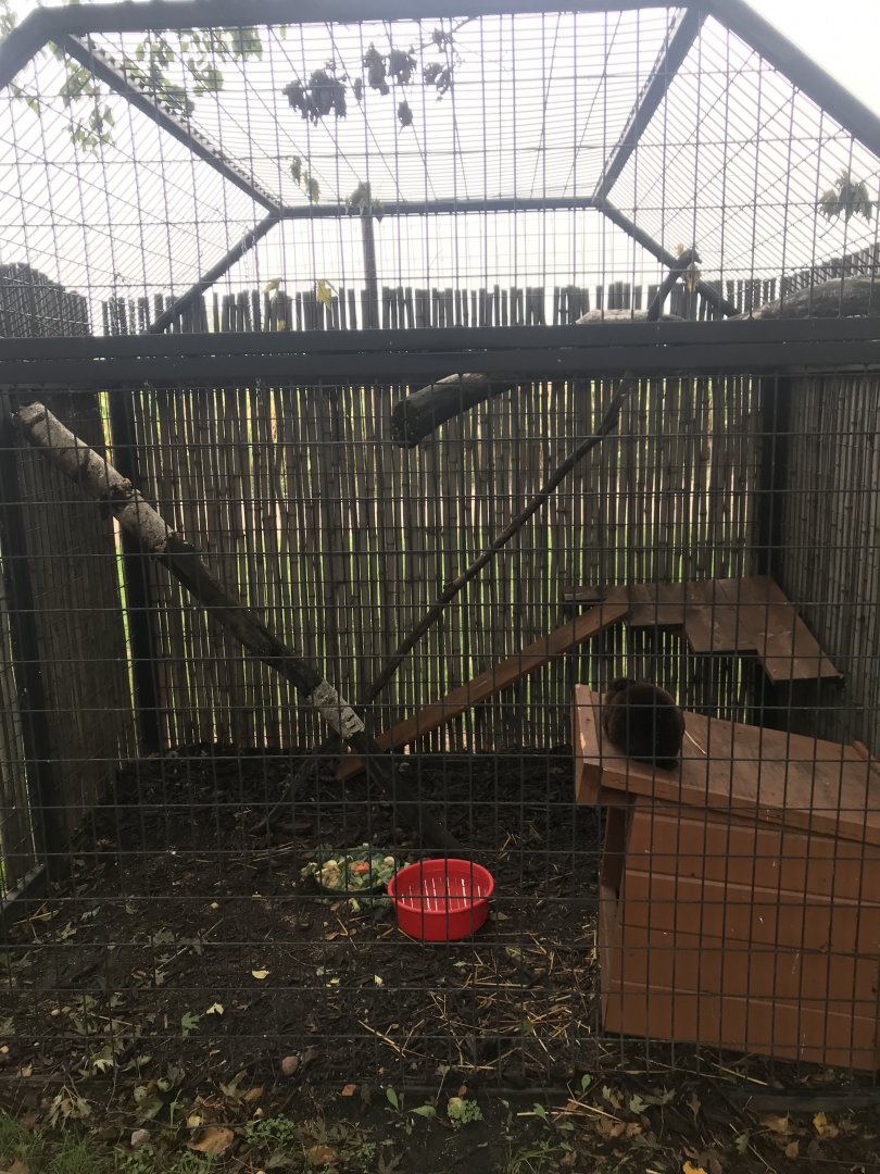 Domestic Rabbit Exhibit