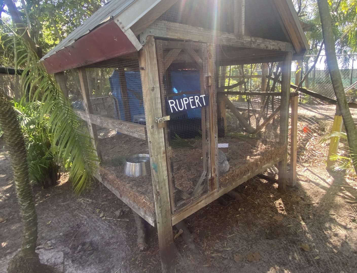 Domestic Rabbit Exhibit