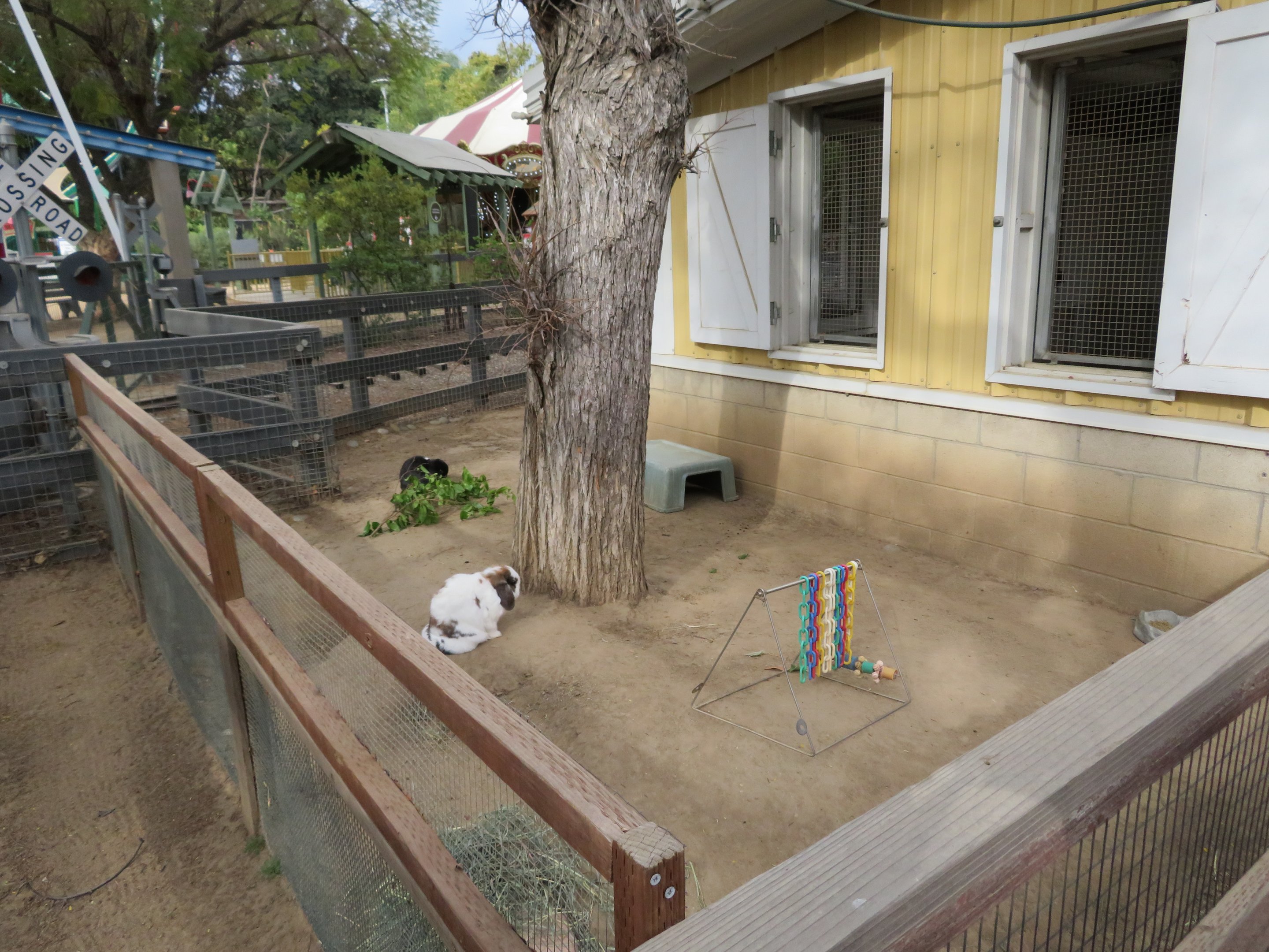 Domestic Rabbit Exhibit