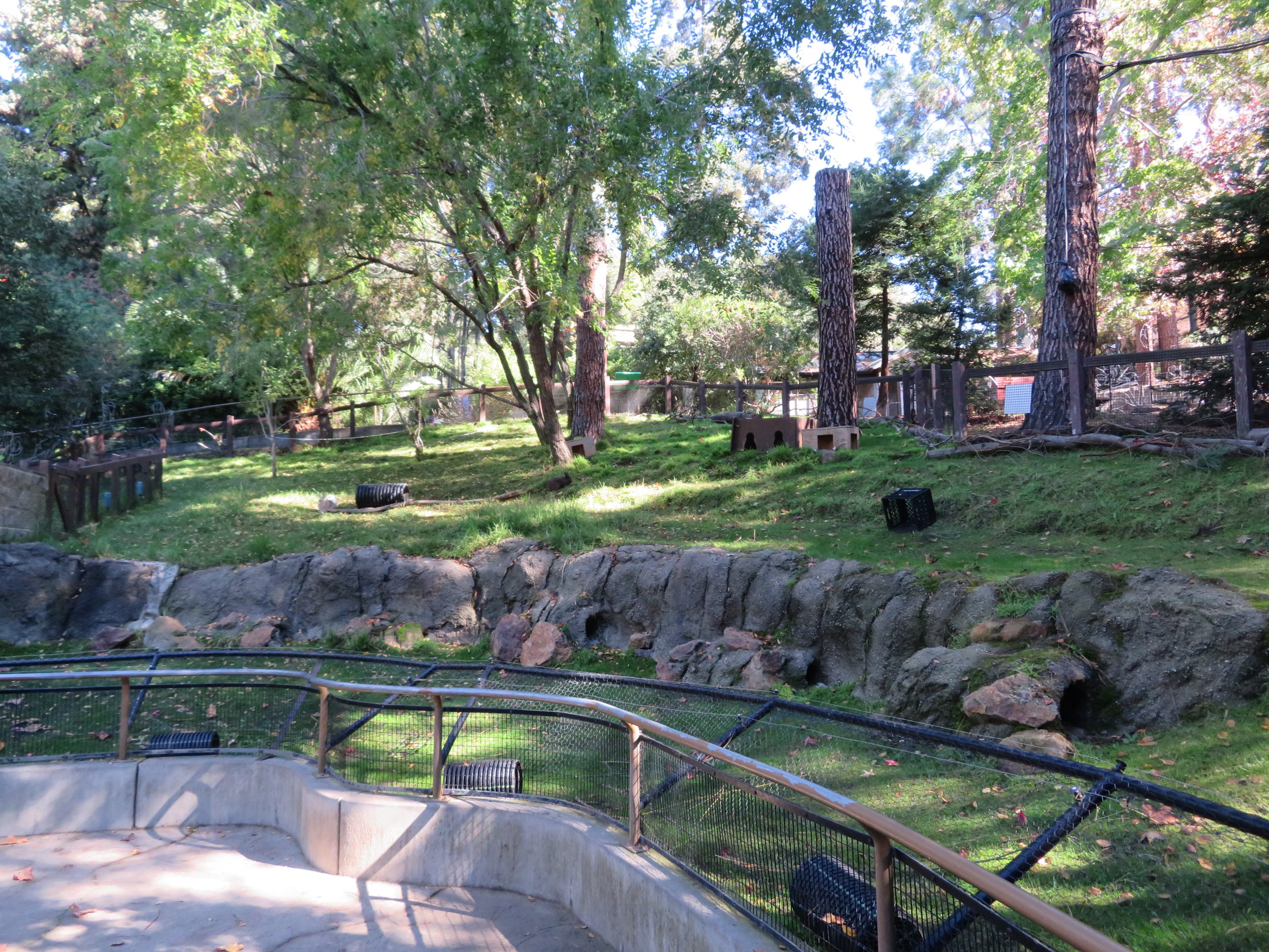 Domestic Rabbit Exhibit
