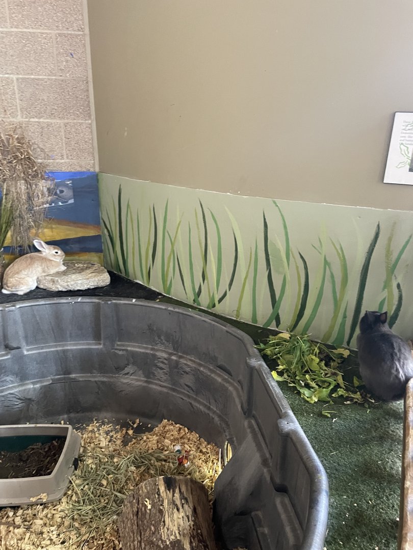 Domestic Rabbit Exhibit