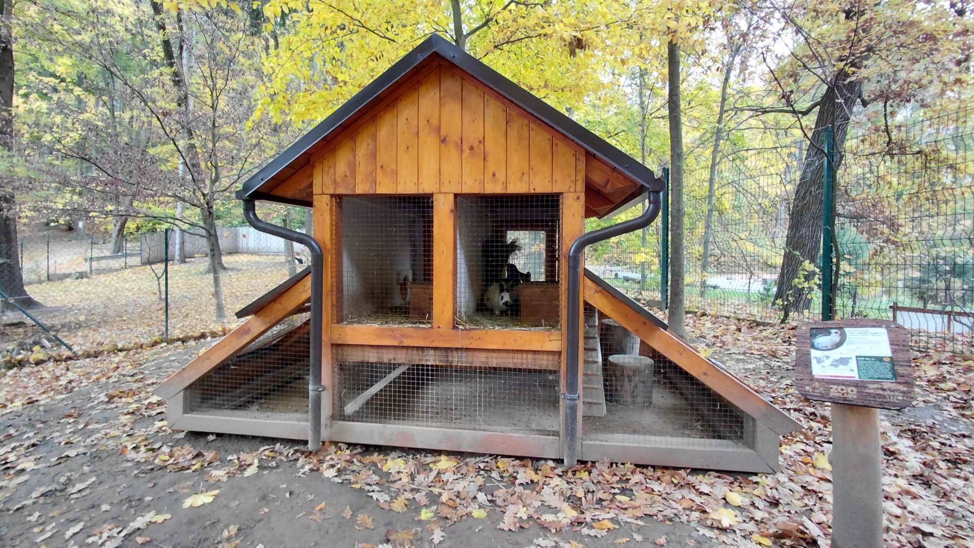 Domestic rabbit exhibit