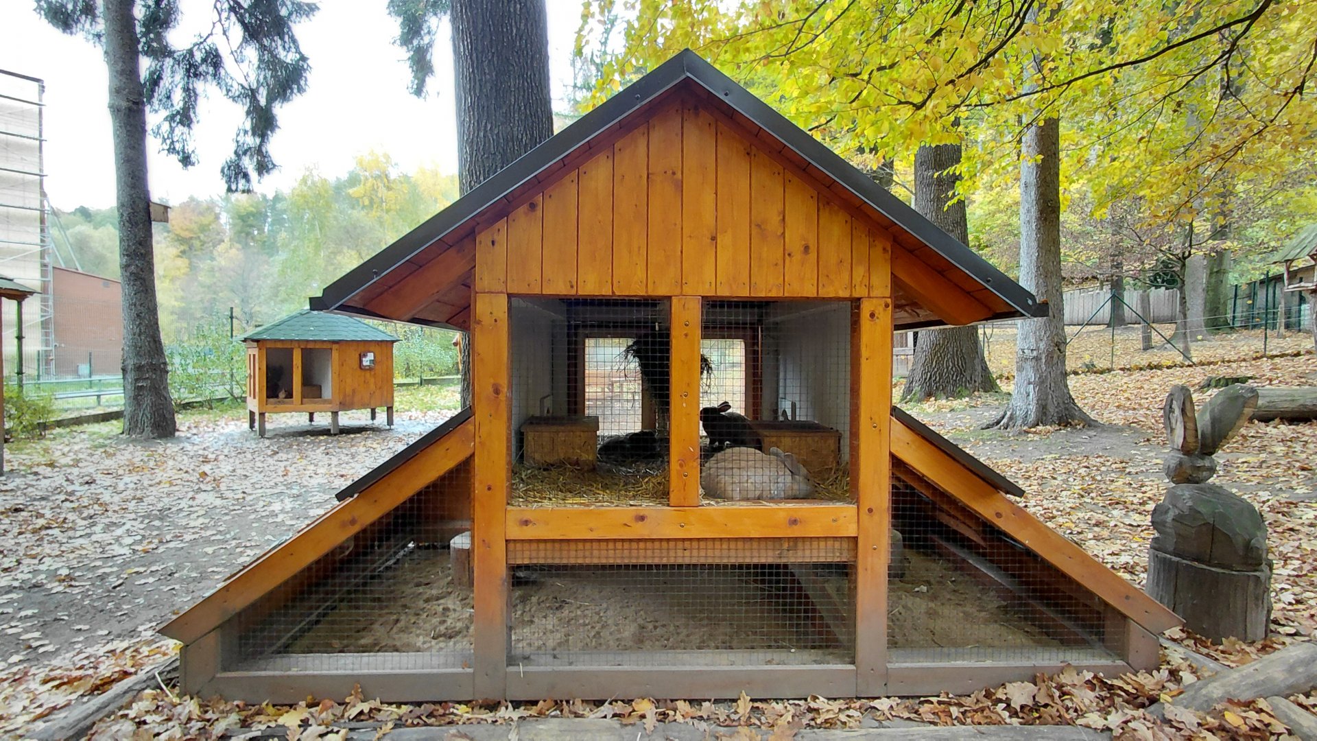 Domestic rabbit exhibit