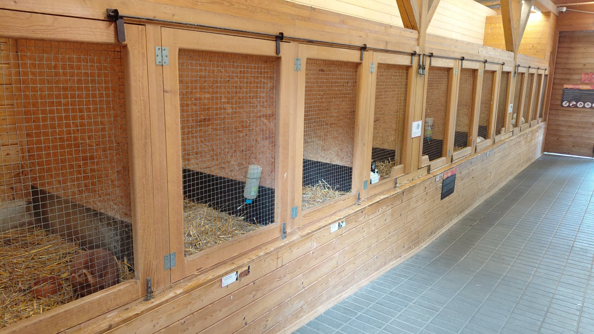 Domestic rabbit exhibits