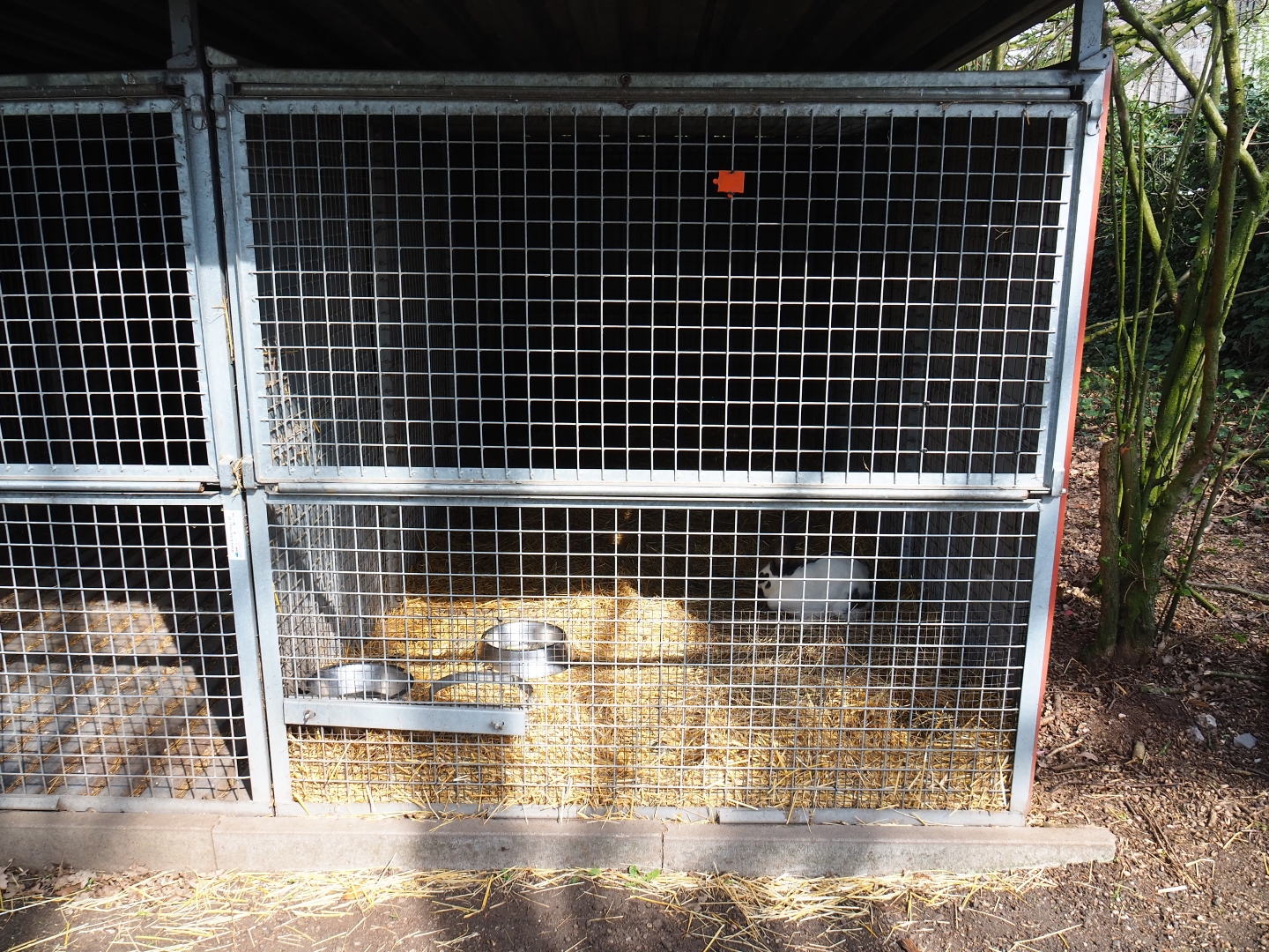 Domestic rabbit holding kennel with single rabbit, 2019-04-06