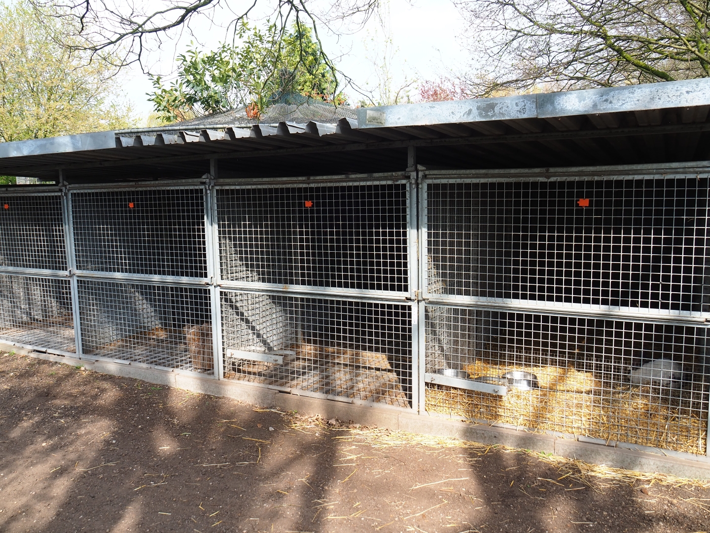 Domestic rabbit holding kennels, 2019-04-06