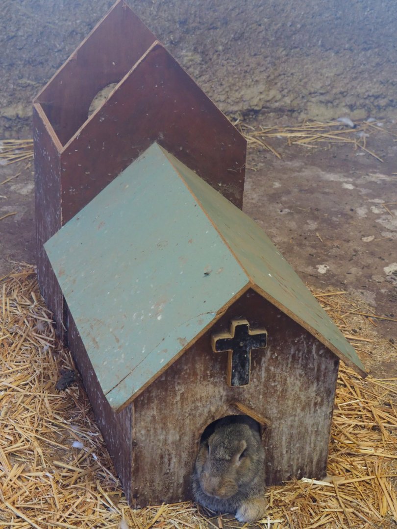 Domestic rabbit in weird hide, 2019-08-11
