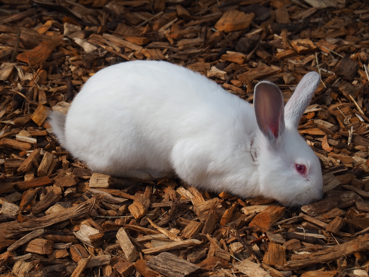Domestic rabbit (Oryctolagus cuniculus), 2019-04-06