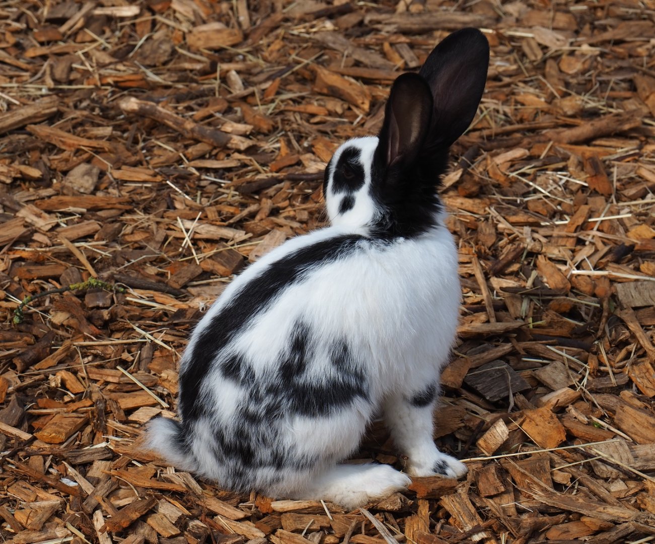 Domestic rabbit (Oryctolagus cuniculus), 2019-04-06