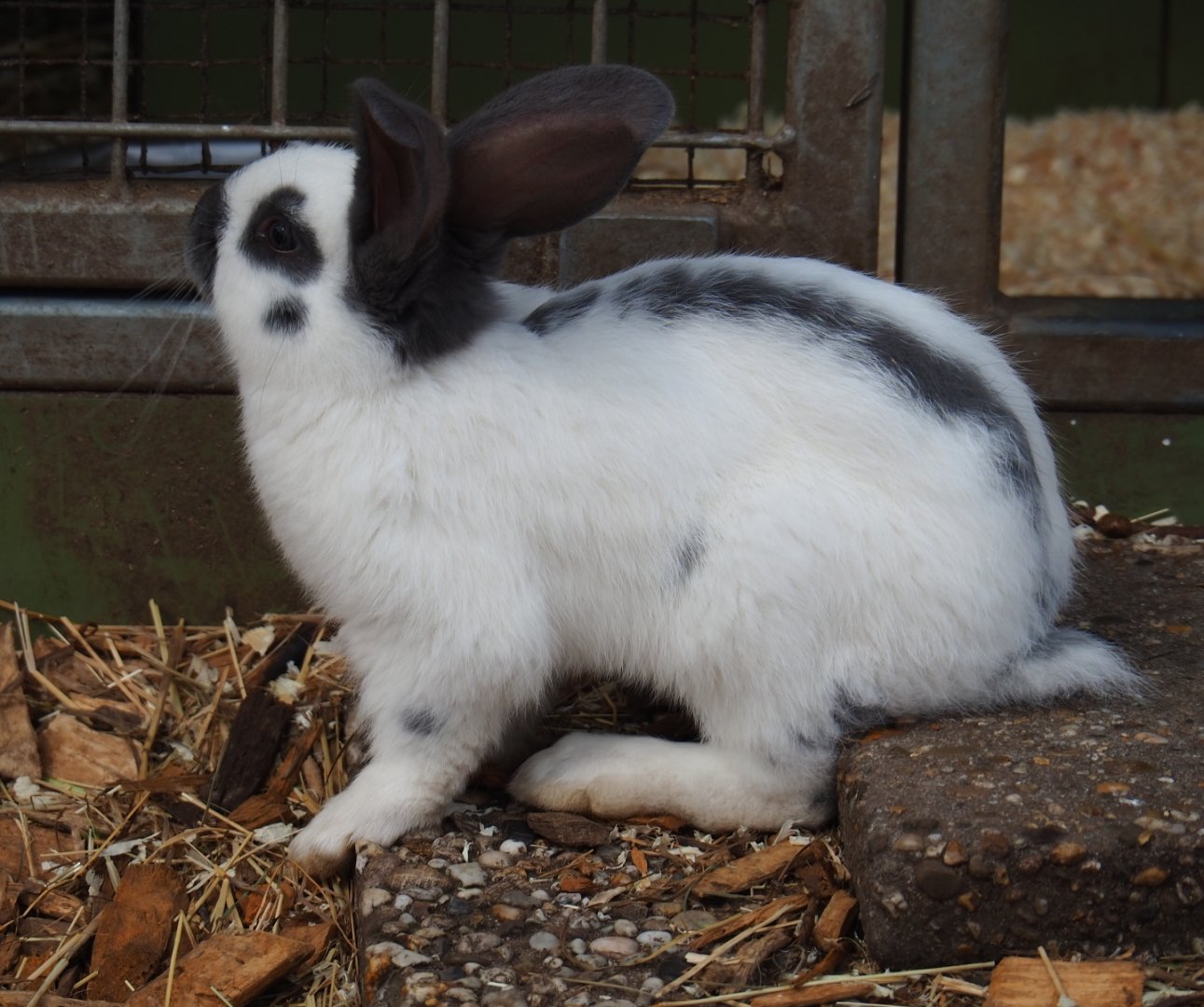 Domestic rabbit (Oryctolagus cuniculus), 2019-04-06
