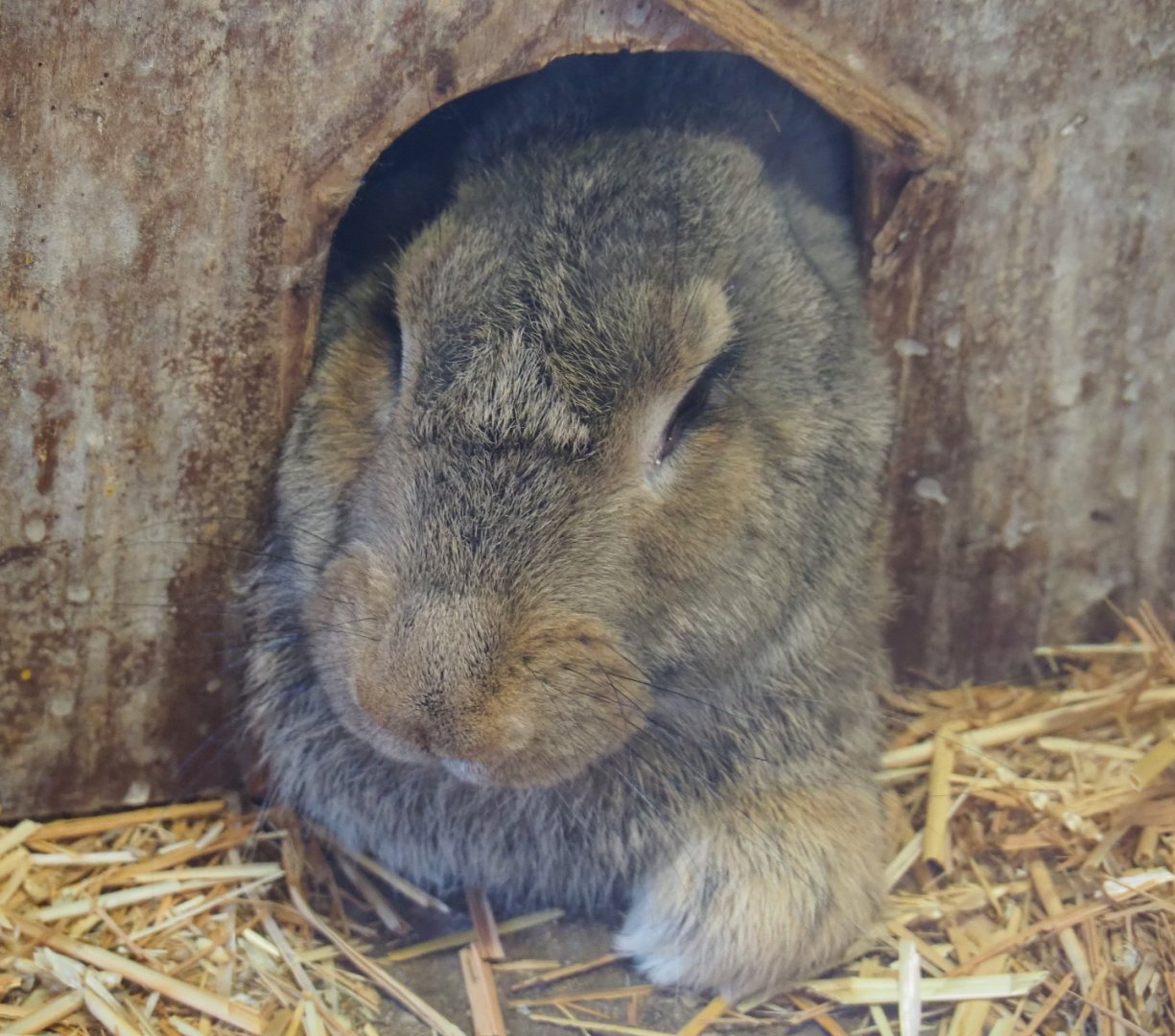 Domestic rabbit (Oryctolagus cuniculus), 2019-08-11