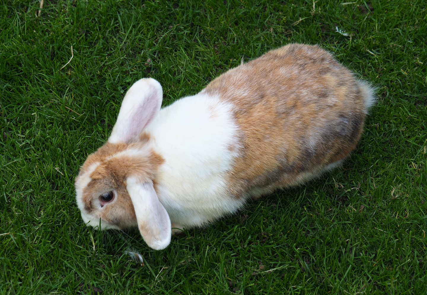 Domestic rabbit (Oryctolagus cuniculus), 2019-10-05